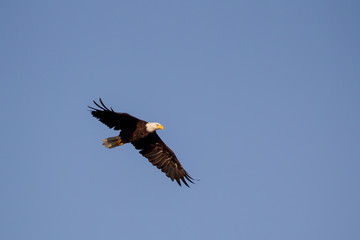 Weißkopfseeadler (Haliaeetus leucocephalus) im Flug über Port Renfrew auf Vancouver Island, British Columbia, Kanada.