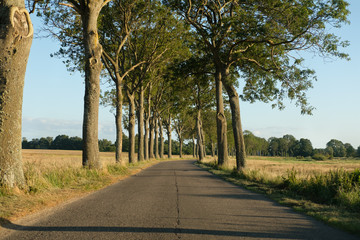 Countryside road, Poland