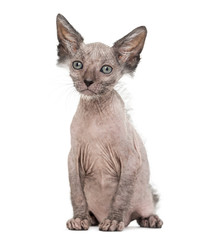 Kitten Lykoi cat, 7 weeks old, also called the Werewolf cat sitt