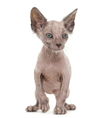 Kitten Lykoi cat, 7 weeks old, also called the Werewolf cat agai