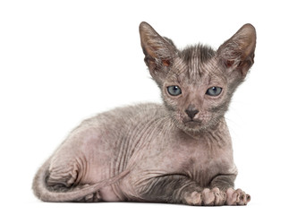 Kitten Lykoi cat, 7 weeks old, also called the Werewolf cat agai