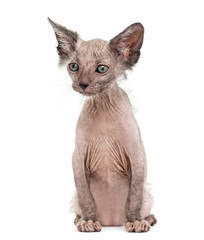 Kitten Lykoi cat, 7 weeks old, also called the Werewolf cat agai