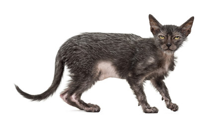 Kitten Lykoi cat, 3 months old, also called the Werewolf cat aga