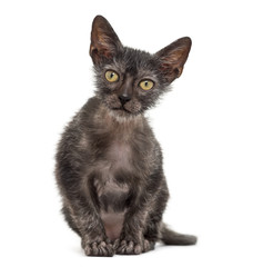 Kitten Lykoi cat, 3 months old, also called the Werewolf cat aga