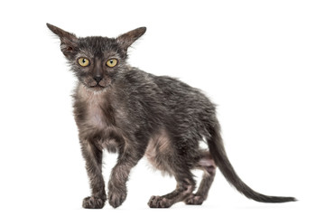 Kitten Lykoi cat, 3 months old, also called the Werewolf cat against white background