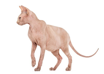 Sphynx Hairless cat standing against white background
