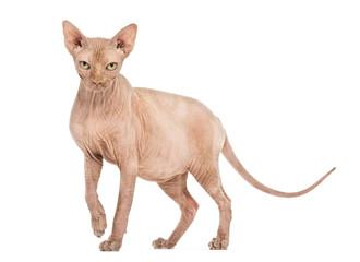 Sphynx Hairless cat portrait against white background