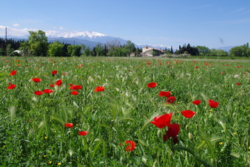 cangigou et coquelicot