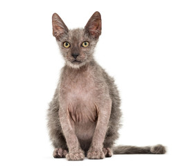 Kitten Lykoi cat, 3 months old, also called the Werewolf cat against white background