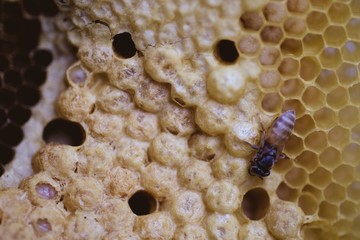 Honeycomb and bee closeup and macro in the morning 