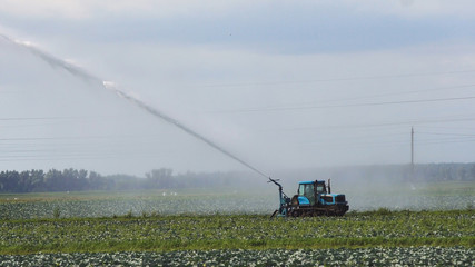 Fototapeta premium Aerial view: Irrigation equipment watering cabbage field. Irrigation system watering farm field.
