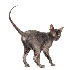 Lykoi cat, 7 months old, also called the Werewolf cat against wh
