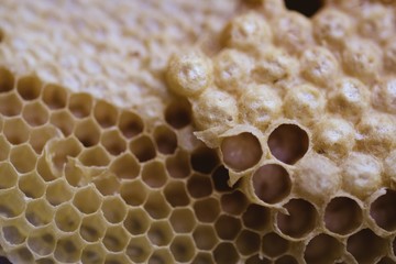 Honeycomb closeup and macro in the morning 
