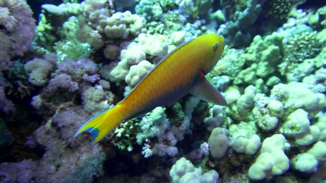 Female Heavybeak parrotfish Chlorurus gibbus swims on the background of the reef