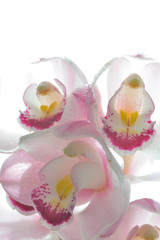 シンピジューム　洋蘭