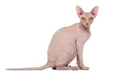 Sphynx, 4 years old, against white background
