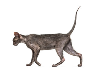 Lykoi cat, 7 months old, also called the Werewolf cat walking ag