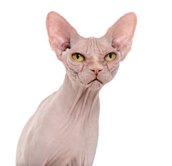 Sphynx, 4 years old, against white background