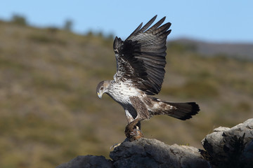 Bonelli's eagle in spain