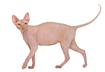 Sphynx, 4 years old, against white background