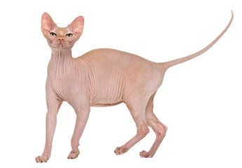Sphynx, 4 years old, against white background