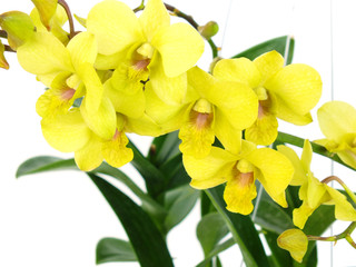 Obraz premium striking green orchid flowers with branch isolated on white background
