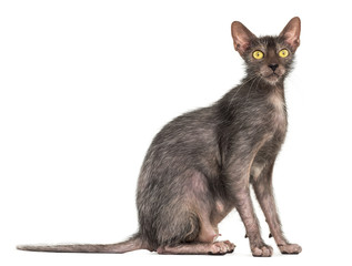 Lykoi cat, also called the Werewolf cat against white background