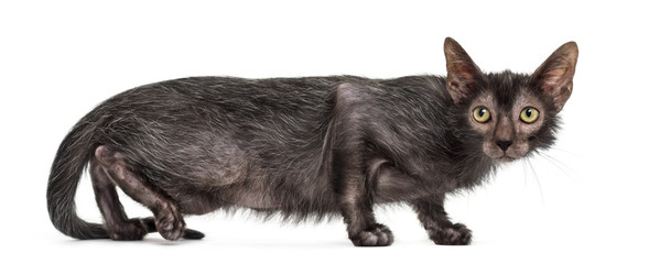 Lykoi cat, also called the Werewolf cat against white background