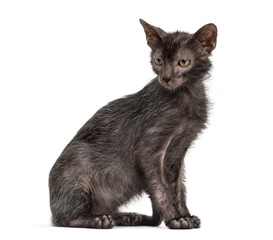 Lykoi cat, also called the Werewolf cat against white background