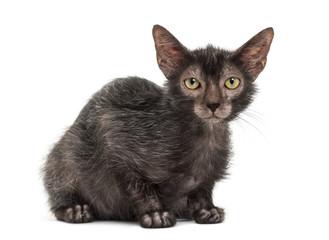 Lykoi cat, also called the Werewolf cat against white background