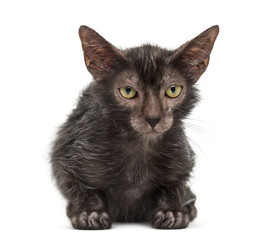 Fototapeta premium Lykoi cat, also called the Werewolf cat against white background
