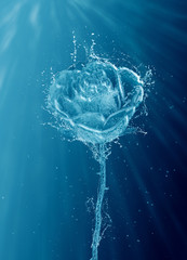 Water splash rose on a blue background