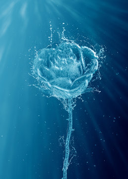 Fototapeta Water splash rose on a blue background