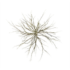 Top view of a dead tree in studio against white background