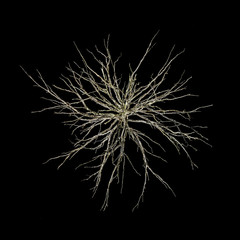 Obraz premium Top view of a dead tree in studio against black background