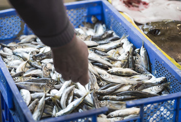 Obraz premium A man buys fresh fish at the market