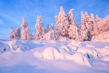From the snow covered lawn there is a view to nice trees covered by frost and snow. Light pink sun...
