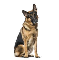 German Shepherd dog sitting against white background