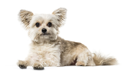 Mixed breed dog lying against white background
