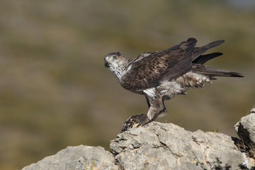 Bonelli's eagle in spain