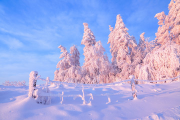 From the snow covered lawn there is a view to nice trees covered by frost and snow. Light pink sun...