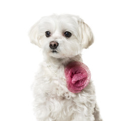 Maltese dog in pink fashion sitting against white background