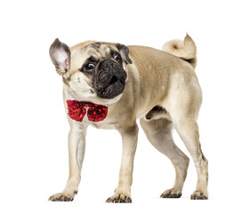 Pug in red bow tie standing against white background