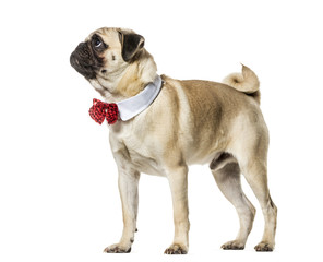 Pug in red bow tie looking up against white background