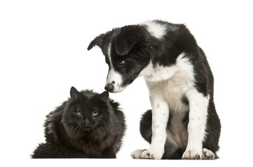 Border Collie puppy and black cat sitting together against white