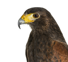 Profile of Harris's hawk, Parabuteo unicinctus, against white ba