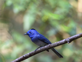 Beautiful male Black-naped monarch or black-naped blue flycatcher perching on tree branch , Thailand