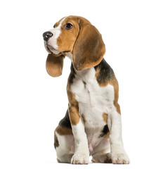 Young Beagle sitting in studio looking away against white backgr