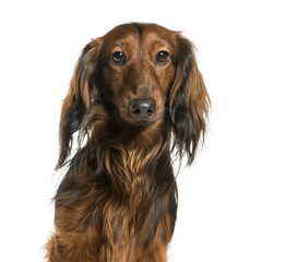 Fototapeta premium Dachshund against white background