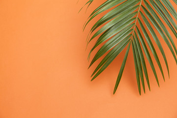Tropical palm tree leaf on a summer orange background